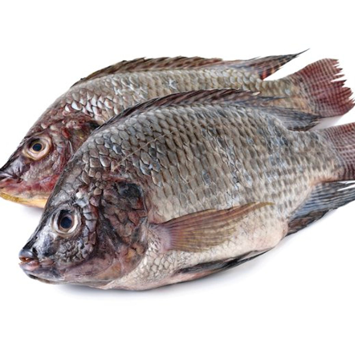 Frozen Tilapia Fish 300/500 - Buy Frozen meat, Fish & Poultry Online UK | 3SIEE Foods