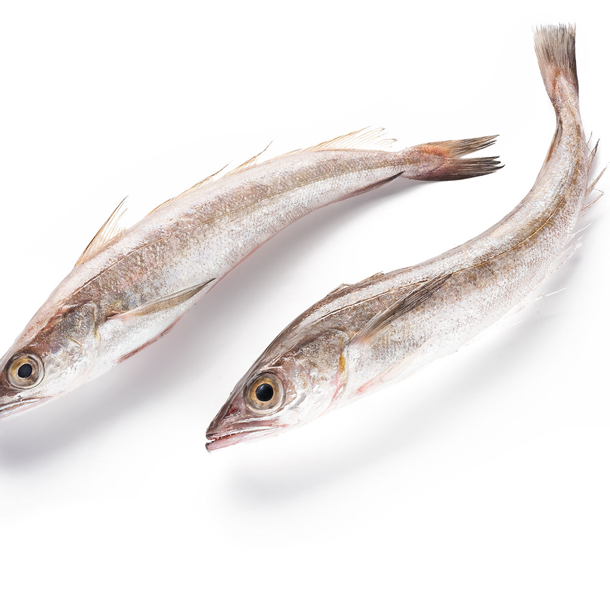Hake Fish Cut - 5Kg - Buy Frozen meat, Fish & Poultry Online UK | 3SIEE Foods