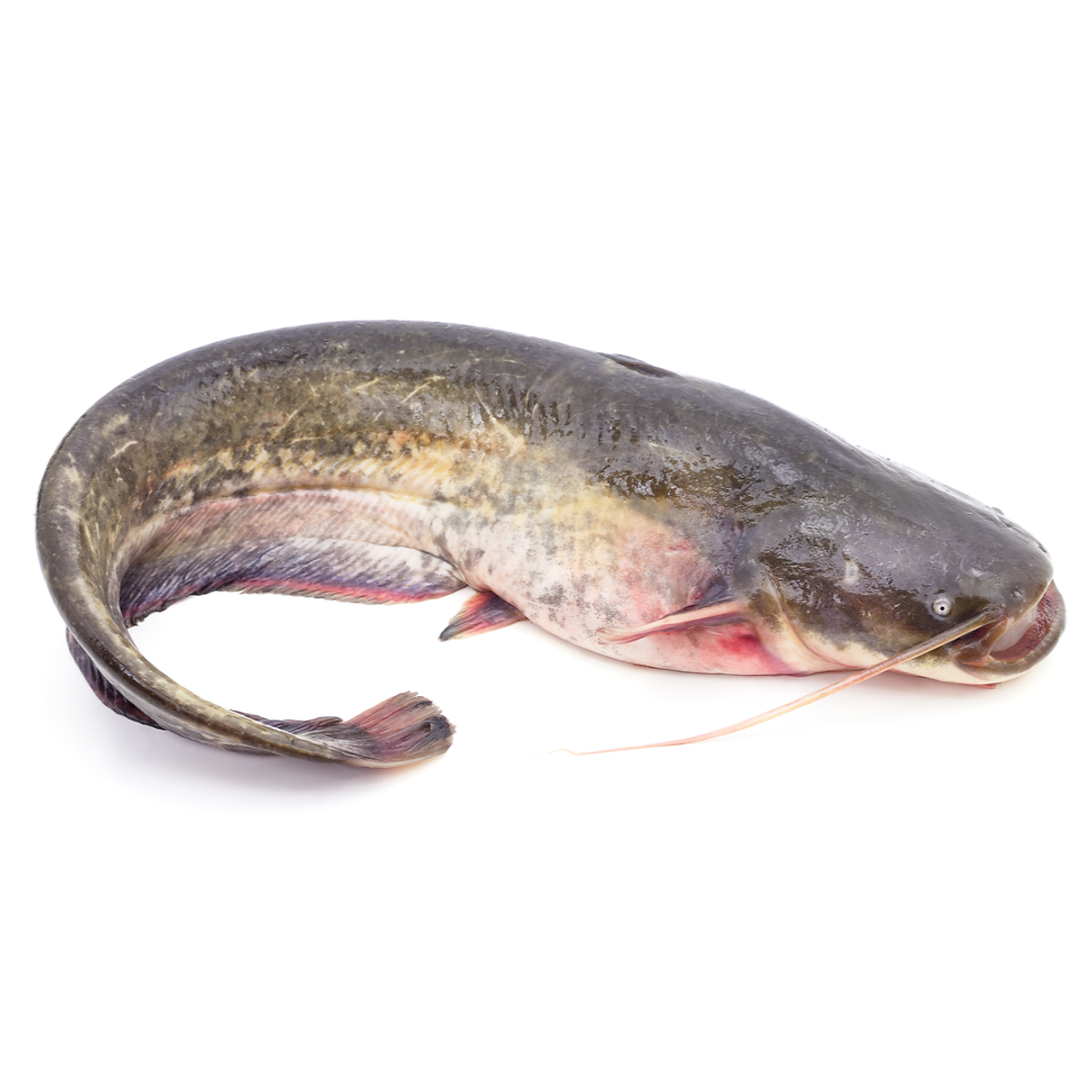Frozen Catfish (Premium African Fish) - Buy Frozen meat, Fish & Poultry Online UK | 3SIEE Foods
