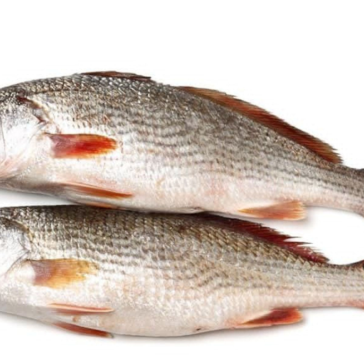 Frozen Yellow Croaker Fish 800/1200 - Buy Frozen meat, Fish & Poultry Online UK | 3SIEE Foods