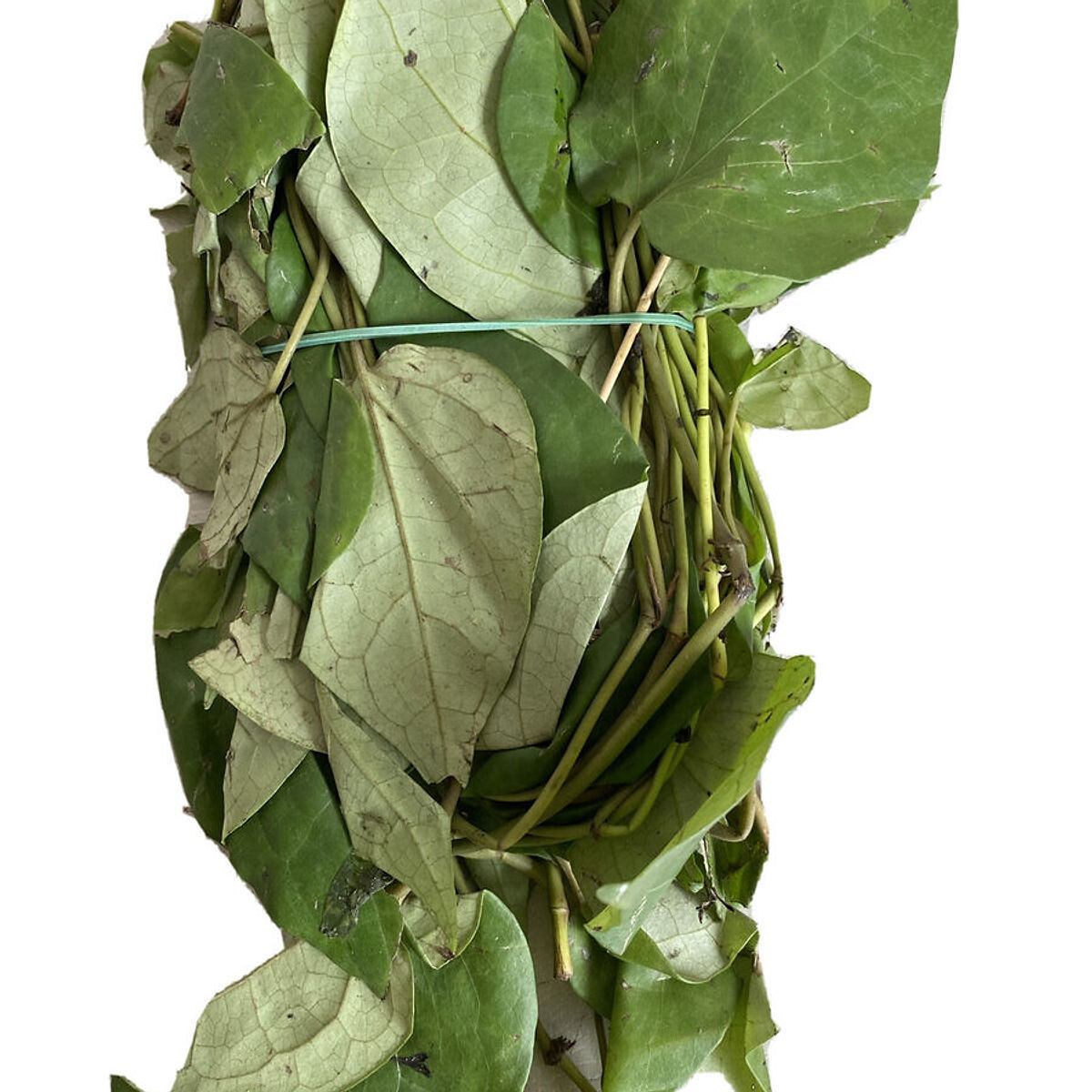 Uziza Leaf X 3 - Spicy African Leaf for Soups & Stews - Buy Fresh Vegetables Online UK | 3SIEE Foods